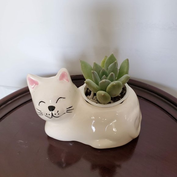 Cat Animal Planter with Succulent, live house plant in ceramic white Kitten Pot - Picture 2 of 5